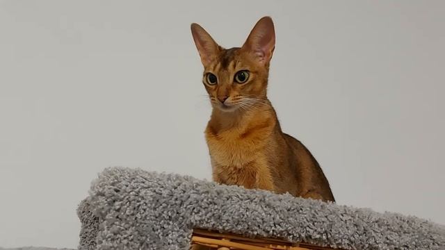 Абиссинская кошка сидит на своем домике ?