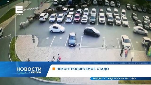 По Абакану прогулялось сбежавшее стадо из 130 коров