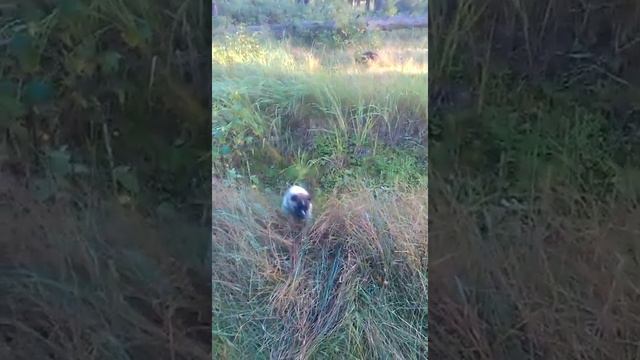 Гуляем в лесу с Лейси.