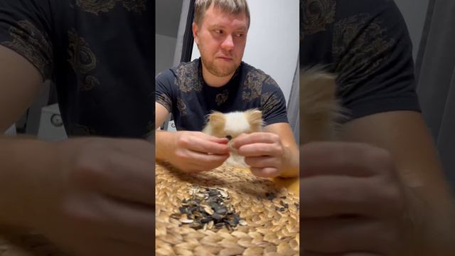 Любимые продукты нашей собаки : авокадо , семки , огурец