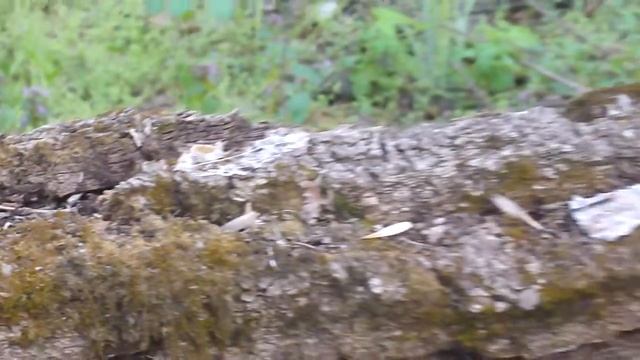 Древесный гриб весной