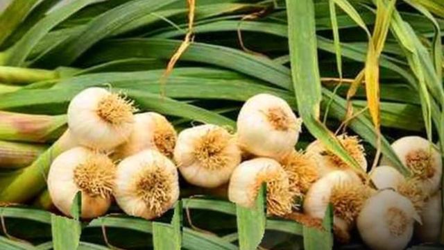 Grow Vegetables From Scraps:  Plants To Grow From Kitchen Seeds At Home