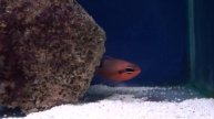 Flame Cardinal Fish (Apogon maculatus) - Tropical Fish