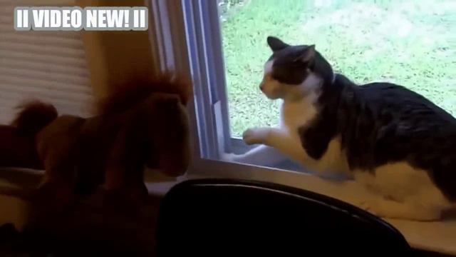 Лучшее смешное Видео, Испуганные Кошки - [NEW!] HD