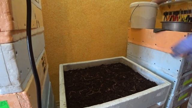 Кормление червя при большой плотности. И не бежит!!! Вермичай нам в помощь!