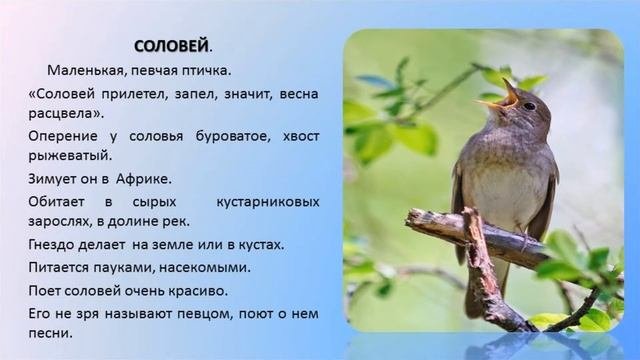 Перелетные птицы.