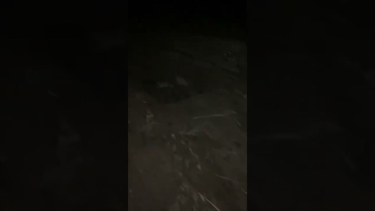 Копаем. Скоро на канале. Охота на гуся.