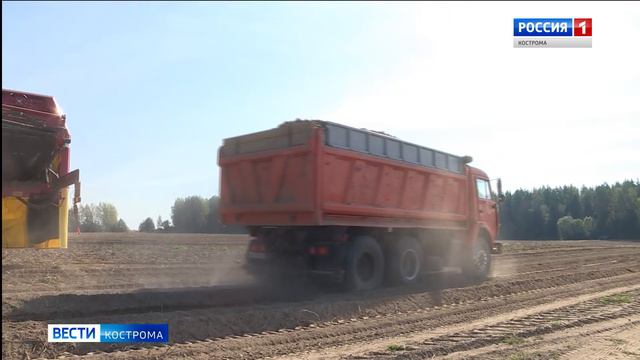 Урожая овощей и картофеля в Костромской области хватит на всю зиму