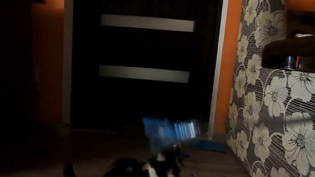 DIY игрушки для животных