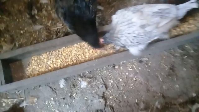 Жизнь в деревне. Испекла пирог. Вкусный ужин. Навели порядок дома и на участке