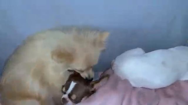 Всем наидобрейшего утречка и замечательного начала дня.