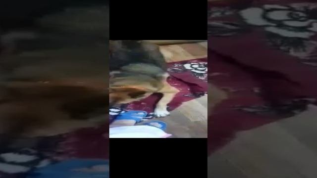 Джульета жадина