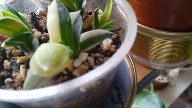 Доверчивость цветовода оборачивается покупкой одного сорта только под разным соусом
