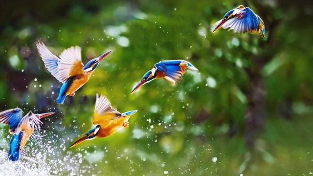 Music of nature. Музыка для души. Пение птиц. Звуки природы. Успокаивающая музыка. Релакс тайм.