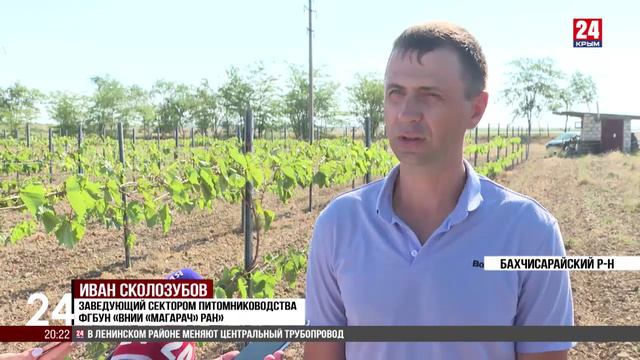 Крымские ученые выводят саженцы винограда отечественных сортов