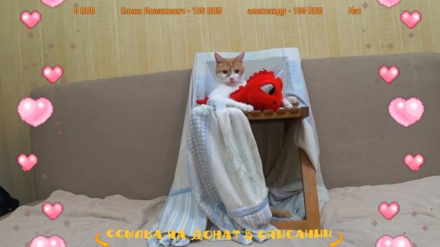 Стрим с Рыжиком
