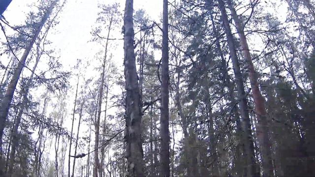 Муравейники в лесу после дождя