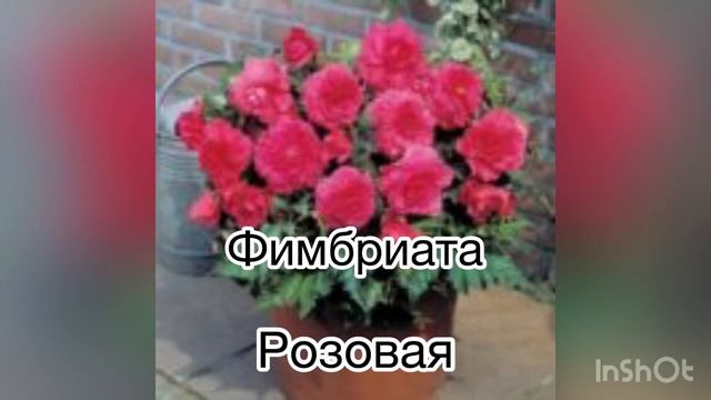 Бегония #сорта