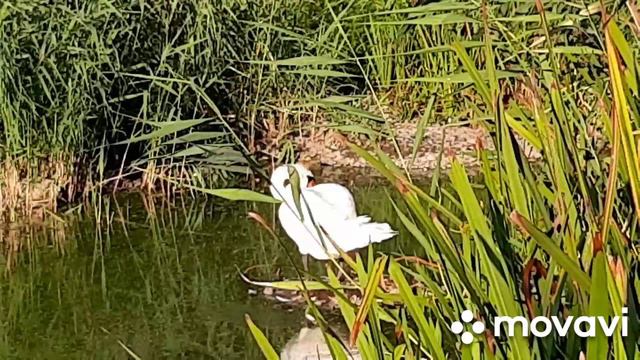 6-9.08.24. Лотосы, лебеди, лягушки- есть все кроме рыбы 🤣🐟. Опять ткемали