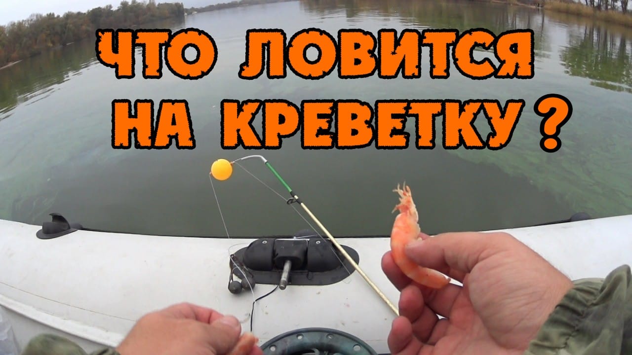 ЧТО ЛОВИТСЯ НА КРЕВЕТКУ ТАКОГО РЕЗУЛЬТАТА Я НЕ ОЖИДАЛ .mp4
