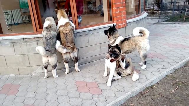 Акиты попрошайки или веселые танцы за кусочек.