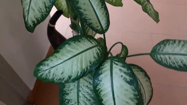 Dieffenbachia "Camilla" (Filter the air) purifica l'ambiente