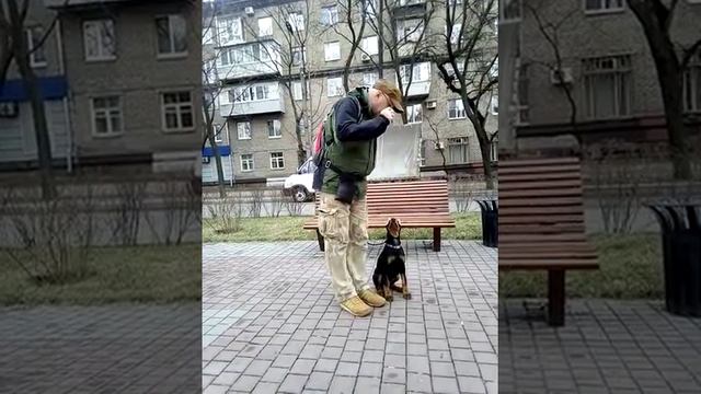 #Доберман # 3 мес.# 3 -е занятие. # ОКД#