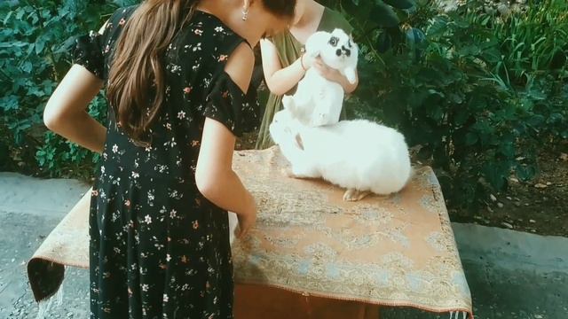 карликовый кролик с калифорнийскими кроликами.mp4