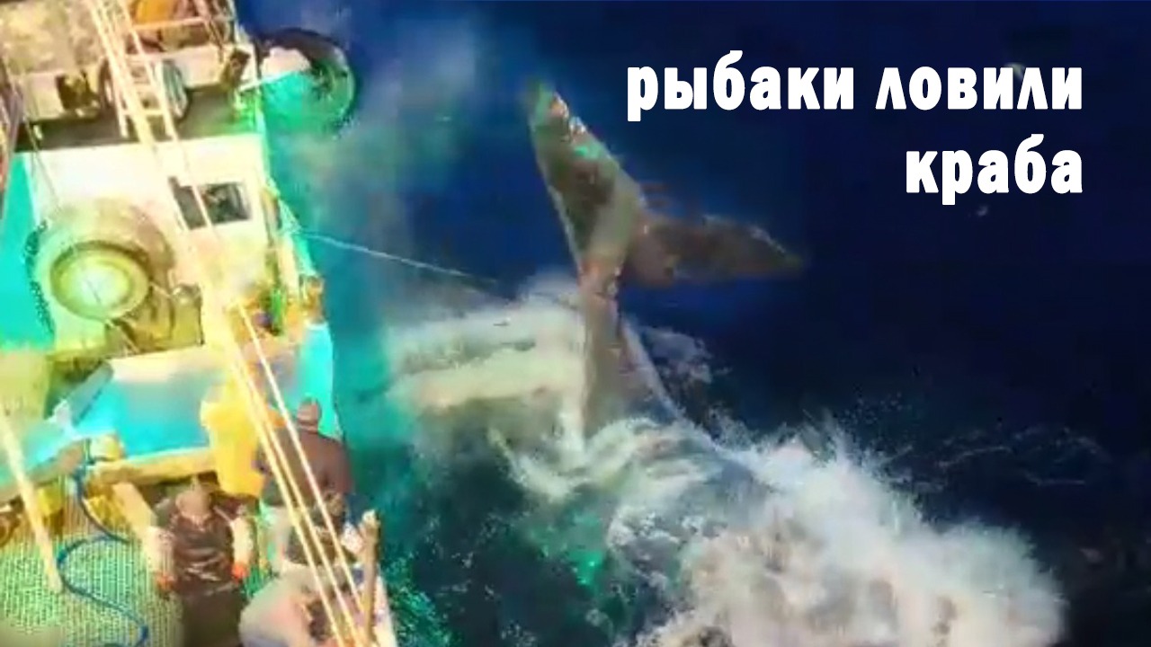РЫБАКИ ЛОВИЛИ КРАБА. МОРЕПРОДУКТЫ