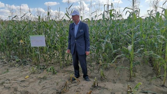 Семинар по презентации отечественных гибридов кукурузы в Нижегородской области