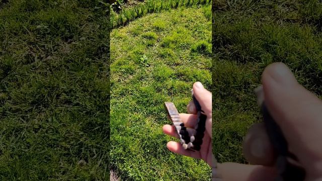 Карельская береза