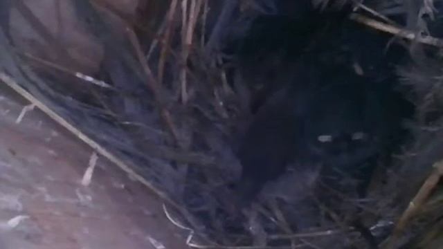 Тайная жизнь птиц. В гнезде полевого воробья. Secret life of birds. In the nest of sparrow