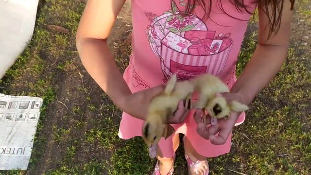 Отдых в деревне игра с утятами