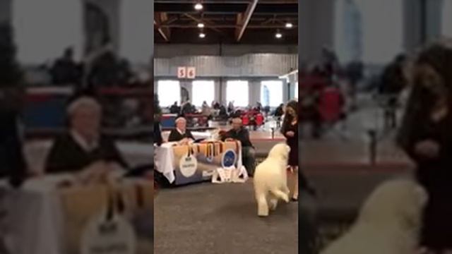ioujnorousskaïa ovtcharka Obereg Rossii Almaznyi Fond CAC CACIB BOB Bruxelles Dog show Best Young