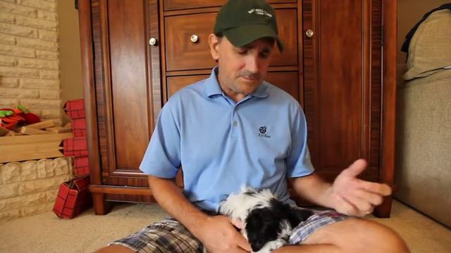 Coton de Tulear Puppy - PuppyVideosTV
