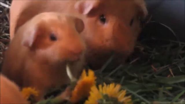 малыш морской свинки кушает одуванчик, ему 1 месяц