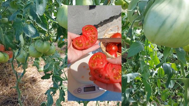 Обзор моих томатов в теплице сезона 2024🍅🍅🍅Какие томаты удивили и какие разочаровали..