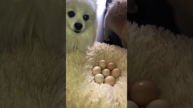 Шпиц Полли на охране яиц в ожидании шпицеплят🐔🐣🐥