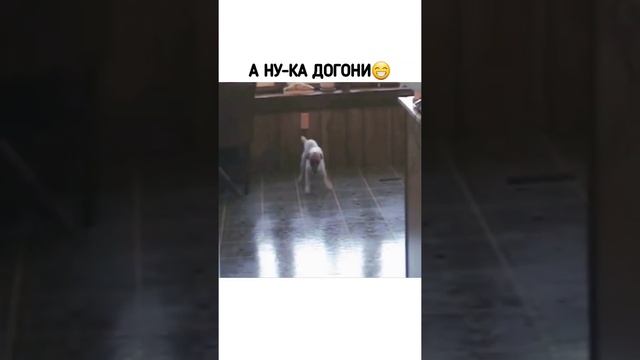 Занесло? Подпишись✅ Наш тг: memsi_i? #юмор #приколы #собака #скользит #бежит