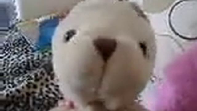 Rabbit's got Talent