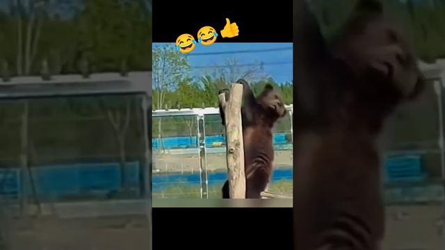Медведь танцует ламбаду