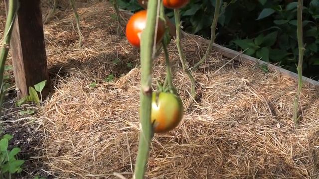 Шахматова Елена и ее теплица с гигантскими помидорами (2 часть)