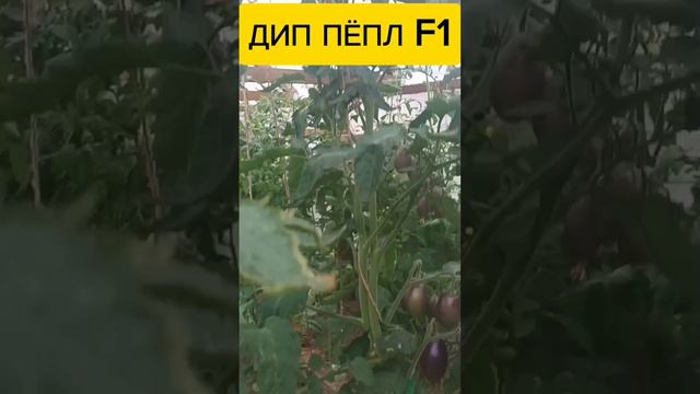 ТОМАТНЫЙ ЧЕРНОСЛИВ!.mp4