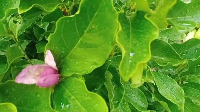 И закончился июль-"макушка лета "???