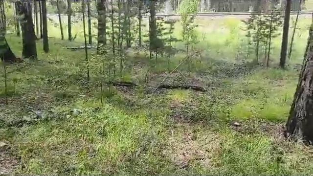 Красная книга Российской федерации в полосе ЖД