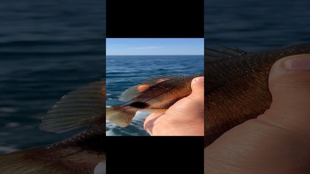 Рыбалка в Крыму. Гурзуф 04.08.2024г