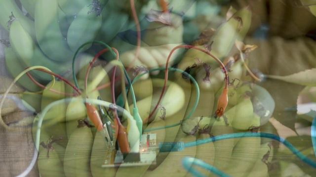 Банановая удивительность   Клонированные вкусы и миры бескрайних плантаций — сделано в Clipchamp