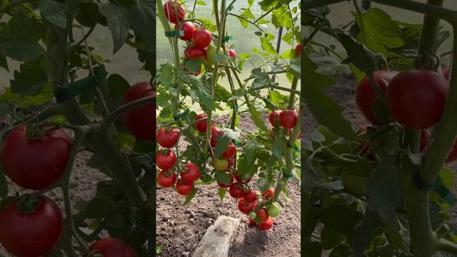 Сорт,который обязан посадить каждый огородник!!!Очень сладкий!!!