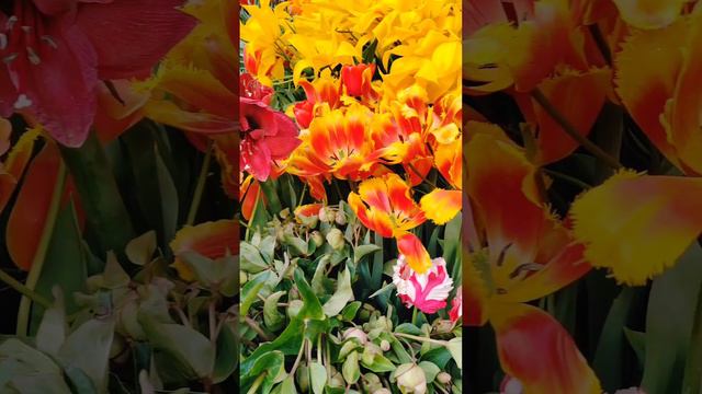 Настоящее погружение в царство флоры - выставка тюльпанов "Репетиция весны" #аптекарскийогород #сад
