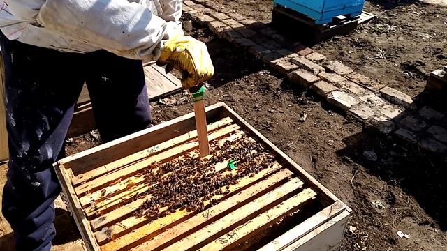 Чистим дно в ульях. Есть ли расплод? Ставим полоски. Наш метод сокращения семей